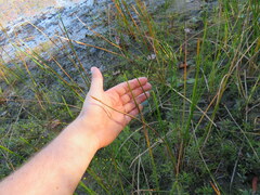 Eleocharis quadrangulata