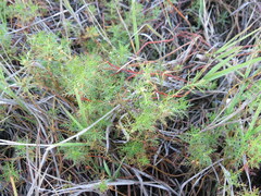 Proserpinaca pectinata