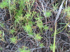 Proserpinaca pectinata