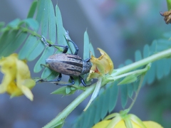 Diaprepes abbreviatus