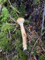 Chroogomphus tomentosus