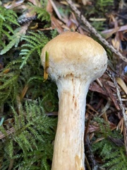 Chroogomphus tomentosus