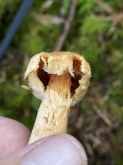 Chroogomphus tomentosus