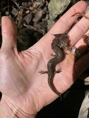 Desmognathus conanti