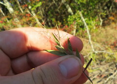 Dichanthelium wrightianum