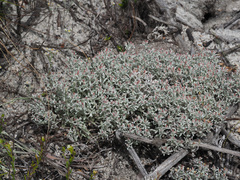 Helichrysum tinctum