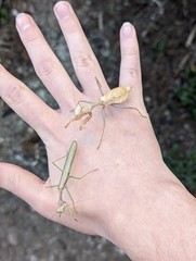 Stagmomantis limbata
