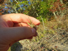 Dichanthelium wrightianum