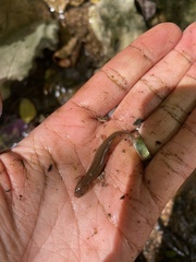 Pseudotriton ruber