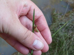 Schoenoplectus americanus