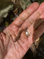 Pseudotriton ruber