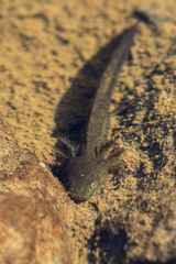 Ambystoma macrodactylum