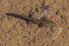 Ambystoma macrodactylum
