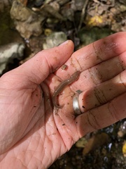 Pseudotriton ruber