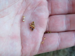 Schoenoplectus americanus