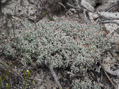 Helichrysum tinctum