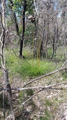 Xanthorrhoea minor minor