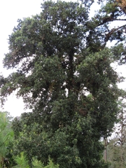 Magnolia