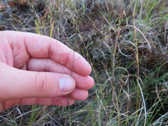 Muhlenbergia torreyana