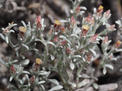 Helichrysum tinctum