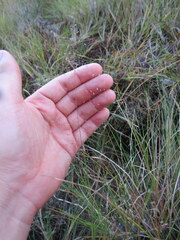 Muhlenbergia torreyana