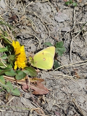 Colias erate