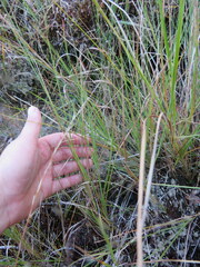 Muhlenbergia torreyana