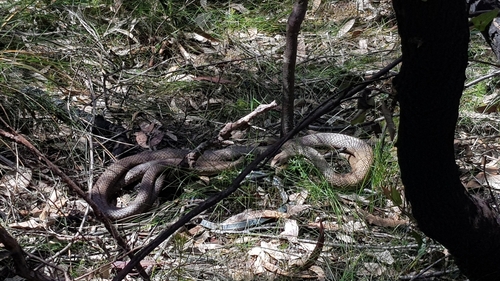 Eastern Brown Snake sighting