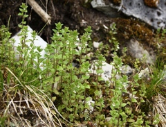 Euphrasia parviflora