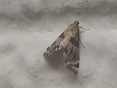 Petrophila jaliscalis