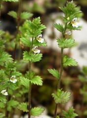 Euphrasia parviflora