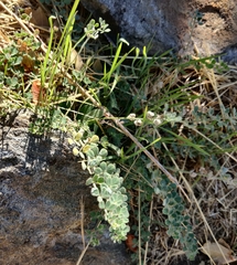 Acmispon heermannii