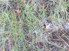 Liatris microcephala