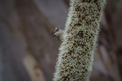Melithreptus brevirostris