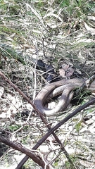 Pseudonaja textilis