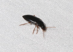 Notiobia terminata
