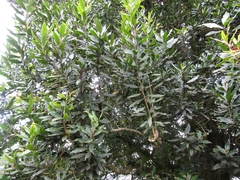 Magnolia