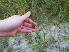 Rhynchospora macrostachya