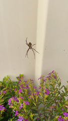 Argiope keyserlingi