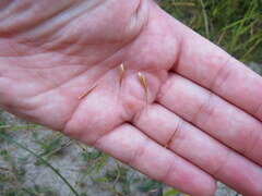 Rhynchospora macrostachya