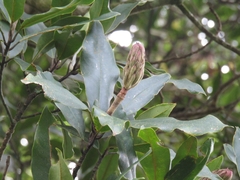 Magnolia