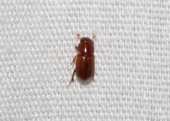 Aphodiinae