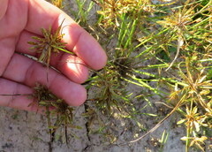 Cyperus flavescens