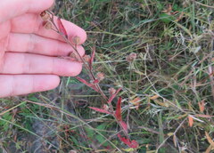 Ludwigia hirtella