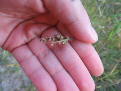 Scleria muehlenbergii
