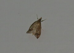 Evergestis rimosalis