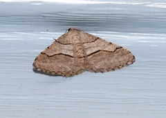 Digrammia continuata