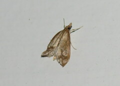 Evergestis rimosalis