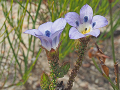 Roella ciliata