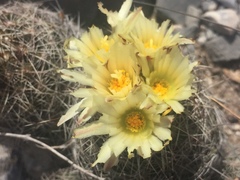 Coryphantha neglecta